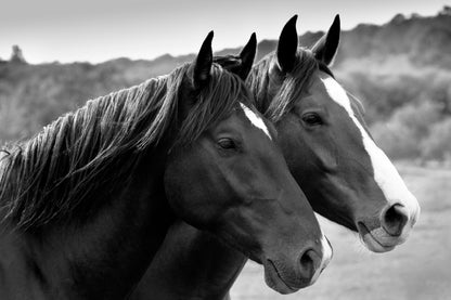 Two Horses in A Meadow B&W Wall Art Wall Art Decor 100% Australian Made