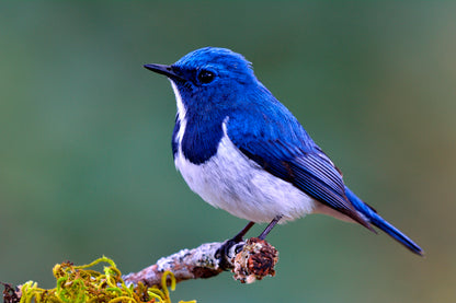 Ultramarine Flycatcher Cute Blue Bird Perching on Top Mossy Home Decor Premium Quality Poster Print Choose Your Sizes