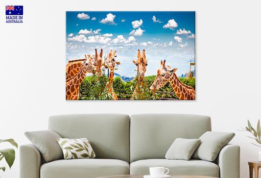 Giraffes at Taronga Zoo Sydney with Harbour Bridge Wall Art Decor 100% Australian Made