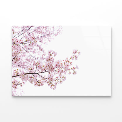 Branch of Pink Cherry Blossom Acrylic Glass Print Tempered Glass Wall Art 100% Made in Australia Ready to Hang