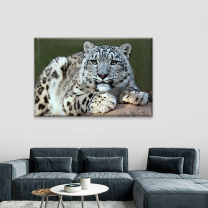 Central Asia Rare Snow Leopard Wall Art Decor 100% Australian Made