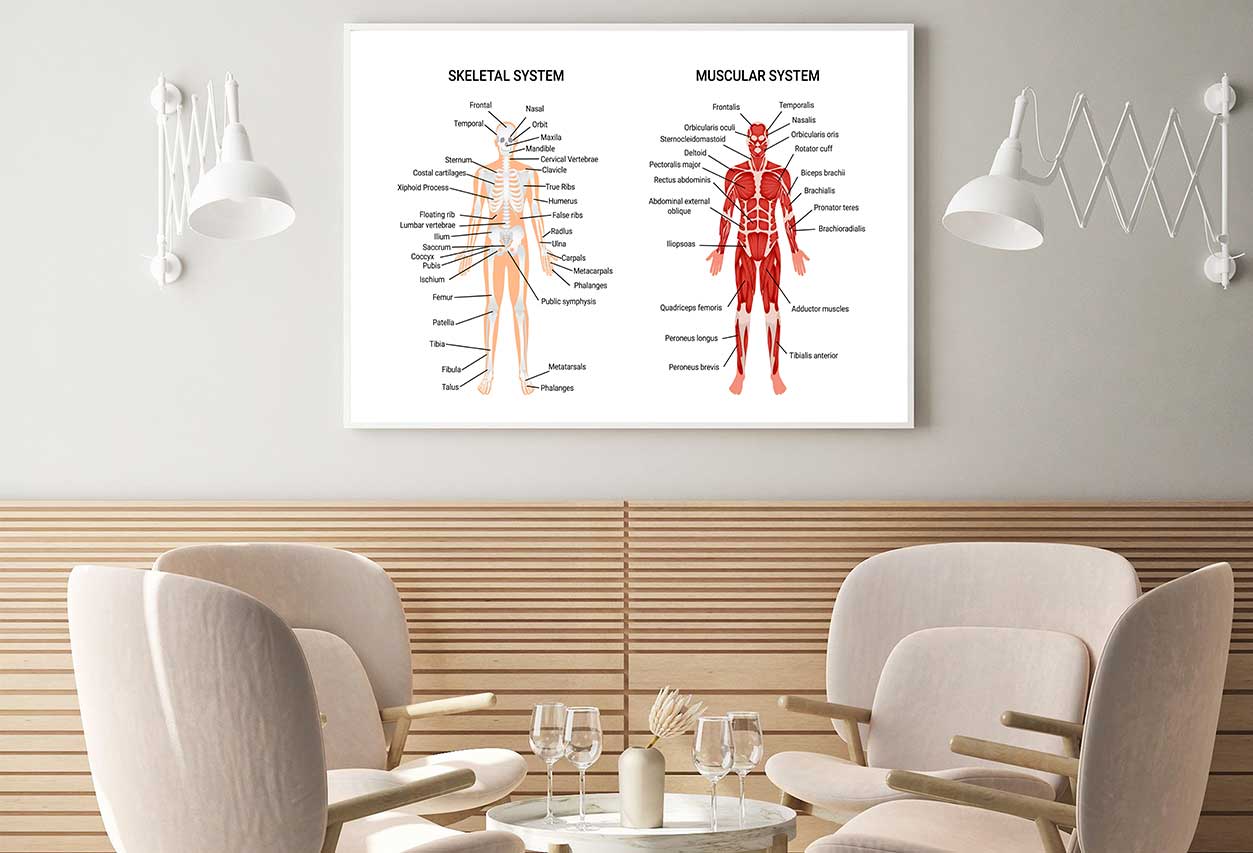 Skeletal & Muscular Systems Home Decor Premium Quality Poster Print Choose Your Sizes