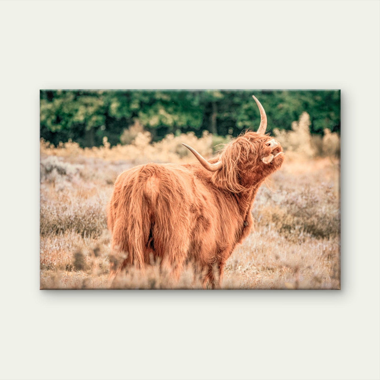 Majestic Highland Cow Rustic Farmhouse Scottish Animal Wall Art Decor 100% Australian Made