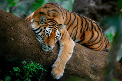 Tiger Is Laying on A Tree Branch Wall Art Decor 100% Australian Made