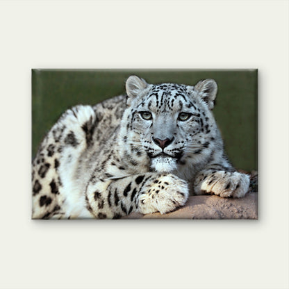 Central Asia Rare Snow Leopard Wall Art Decor 100% Australian Made