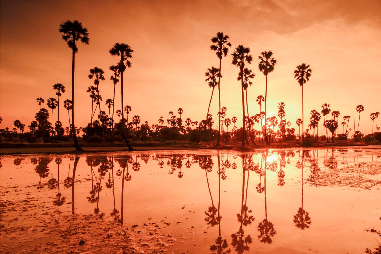 Warm Orange and Gold Sunset Silhouetting Palm Trees Reflection Wall Art Decor 100% Australian Made