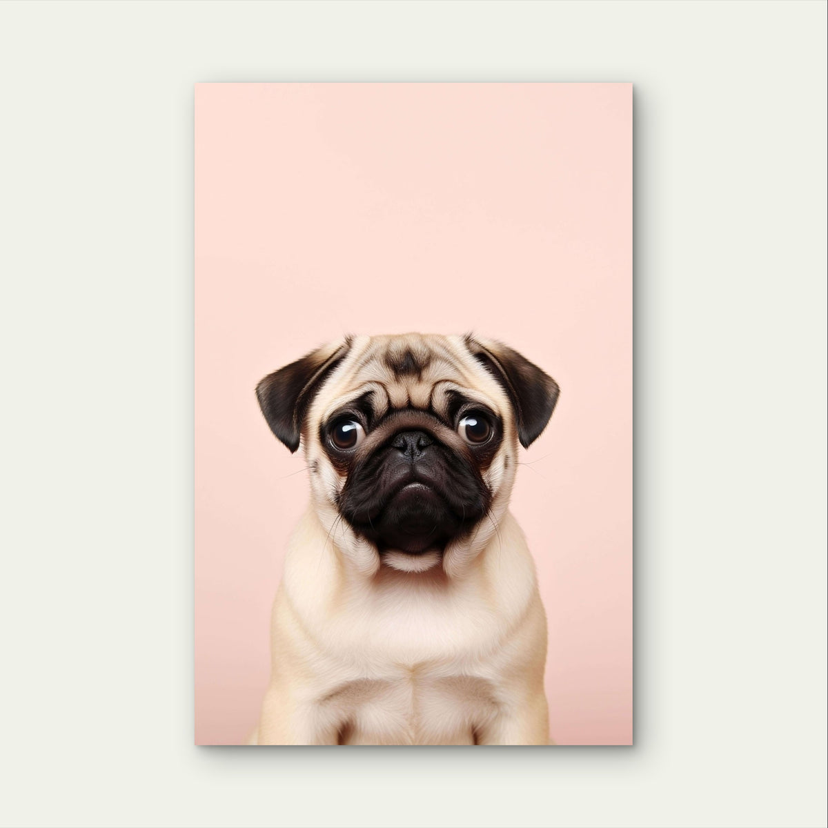 Adorable Pug Puppy Pink Portrait 40x60cm Metal Print Ready to Hang