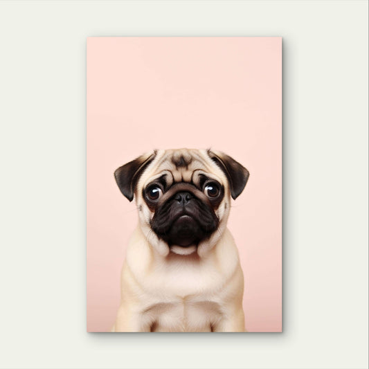 Adorable Pug Puppy Pink Portrait 40x60cm Metal Print Ready to Hang