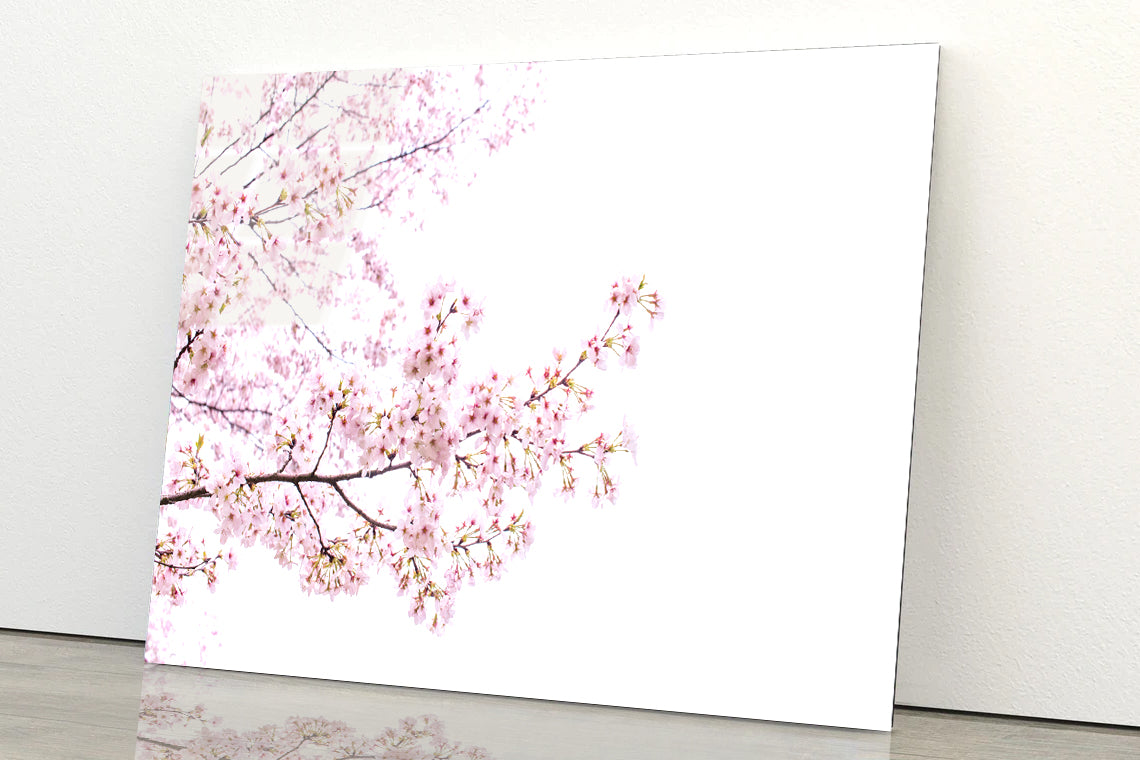 Branch of Pink Cherry Blossom Acrylic Glass Print Tempered Glass Wall Art 100% Made in Australia Ready to Hang