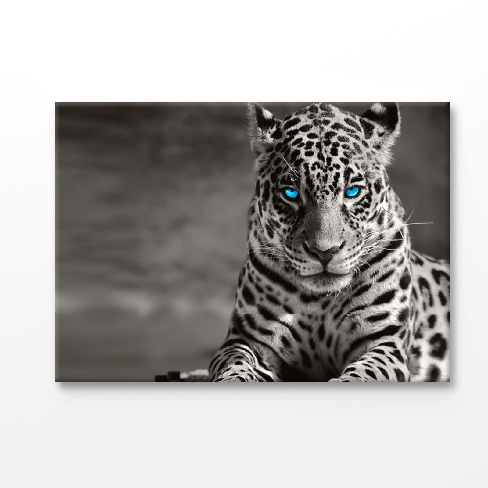 Bella Home B&W Tiger With Blue Eyes Print Canvas Ready to hang