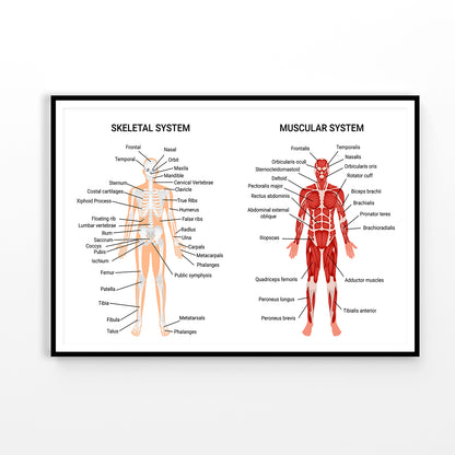 Skeletal & Muscular Systems Home Decor Premium Quality Poster Print Choose Your Sizes