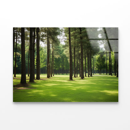 Pine Trees Line the Forest Acrylic Glass Print Tempered Glass Wall Art 100% Made in Australia Ready to Hang