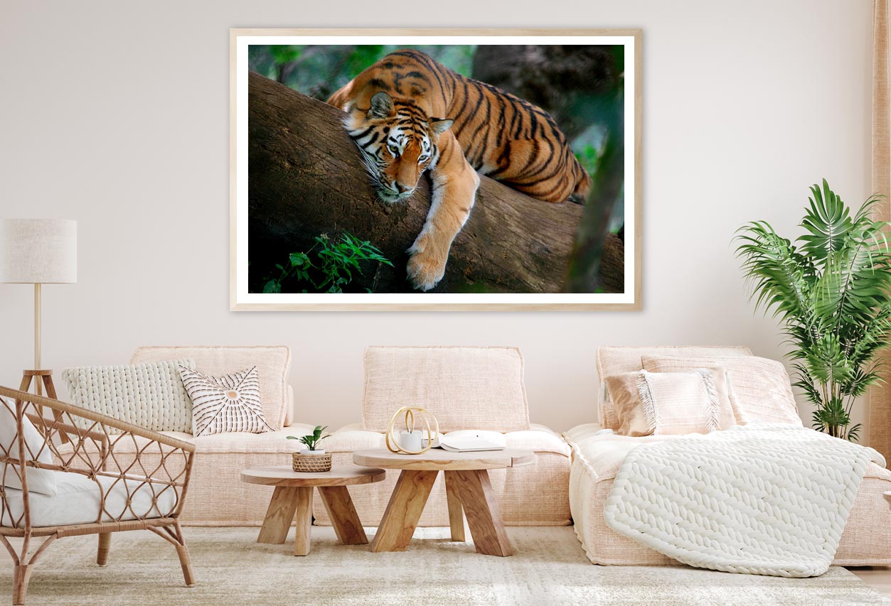 Tiger Is Laying on A Tree Branch Home Decor Premium Quality Poster Print Choose Your Sizes