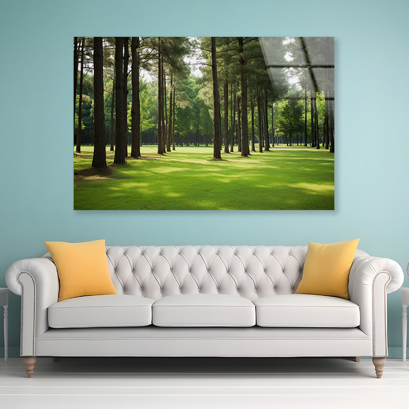 Pine Trees Line the Forest Acrylic Glass Print Tempered Glass Wall Art 100% Made in Australia Ready to Hang