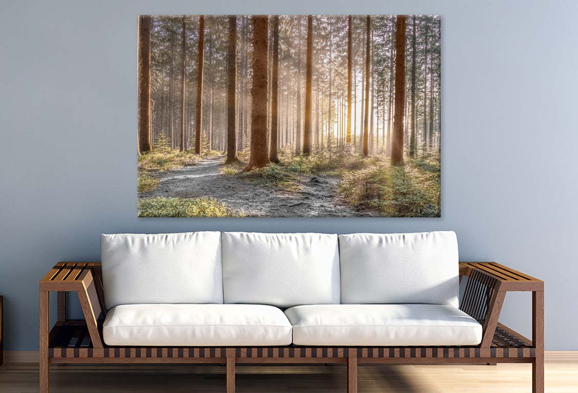 Forest with Sun Rays 100% Australian Made