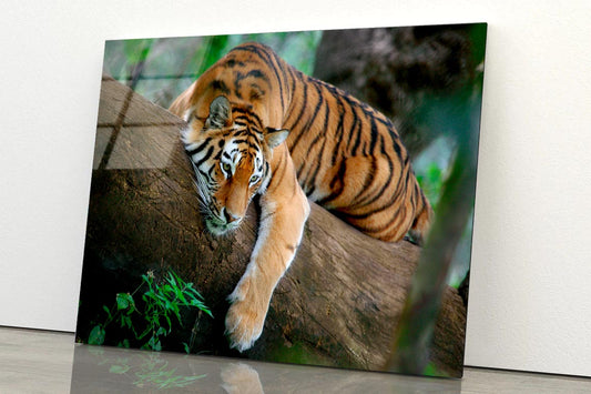 Tiger Is Laying on A Tree Branch Acrylic Glass Print Tempered Glass Wall Art 100% Made in Australia Ready to Hang