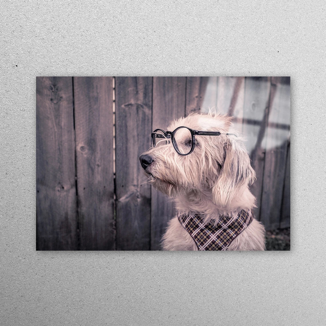 Dog With Glasses Acrylic Glass Print Tempered Glass Wall Art 100% Made in Australia Ready to Hang