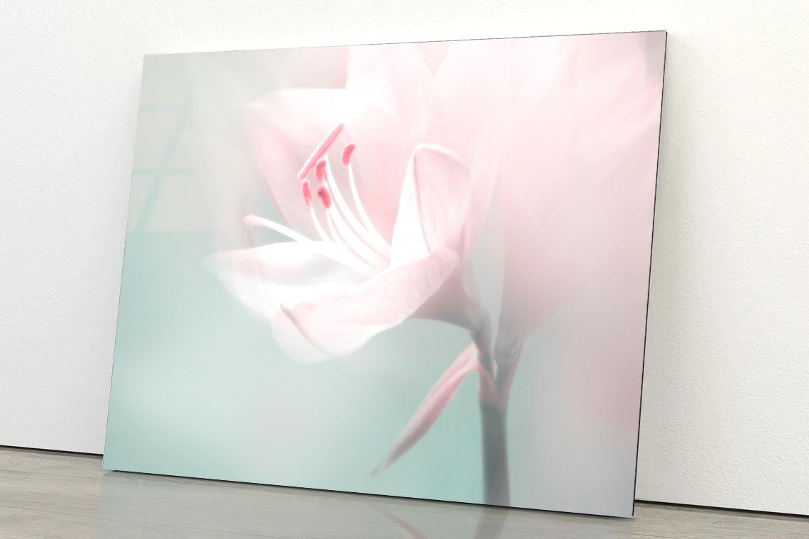 Single Dreamy Surreal White Flower Acrylic Glass Print Tempered Glass Wall Art 100% Made in Australia Ready to Hang