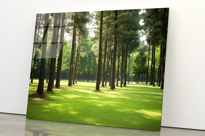 Pine Trees Line the Forest Acrylic Glass Print Tempered Glass Wall Art 100% Made in Australia Ready to Hang