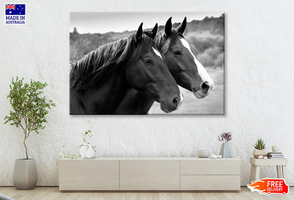 Two Horses in A Meadow B&W Wall Art Wall Art Decor 100% Australian Made