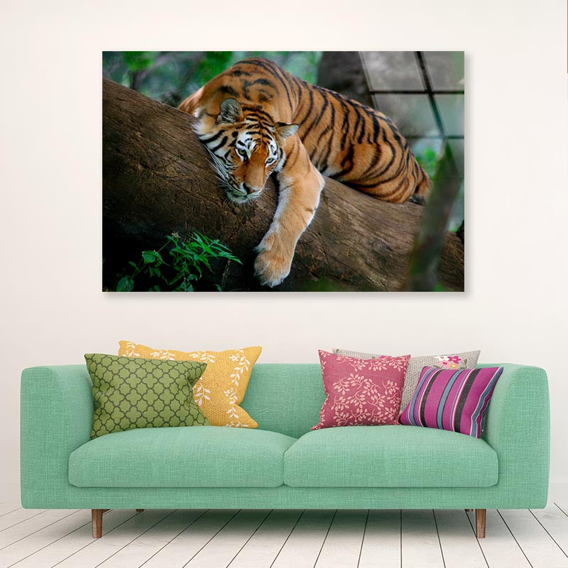 Tiger Is Laying on A Tree Branch Acrylic Glass Print Tempered Glass Wall Art 100% Made in Australia Ready to Hang