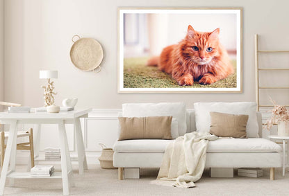 Beautiful Red Fluffy Cat with Green Eyes Home Decor Premium Quality Poster Print Choose Your Sizes