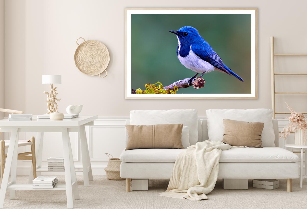 Ultramarine Flycatcher Cute Blue Bird Perching on Top Mossy Home Decor Premium Quality Poster Print Choose Your Sizes