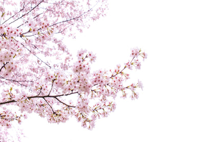 Branch of Pink Cherry Blossom Home Decor Premium Quality Poster Print Choose Your Sizes