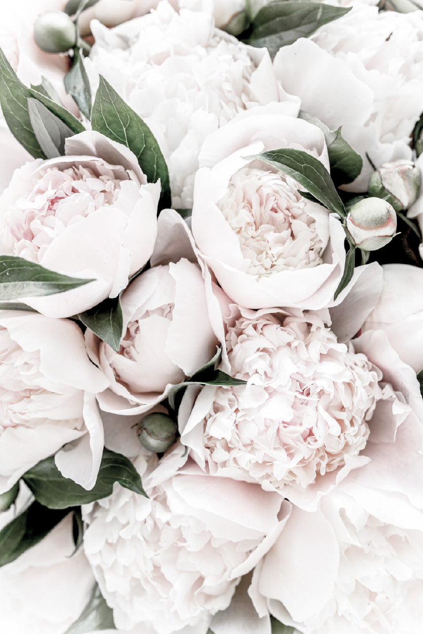 Peonies & Leaves Closeup View Photograph Glass Framed Wall Art, Ready to Hang Quality Print