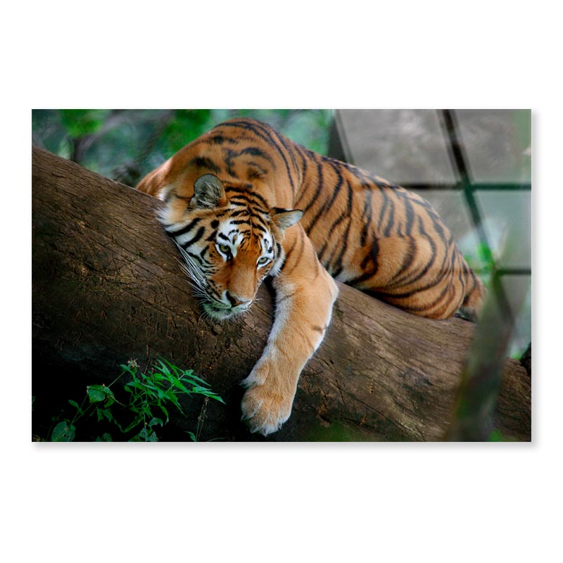 Tiger Is Laying on A Tree Branch Acrylic Glass Print Tempered Glass Wall Art 100% Made in Australia Ready to Hang