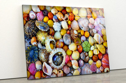 Colorful Sea Shells UV Direct Aluminum Print Australian Made Quality