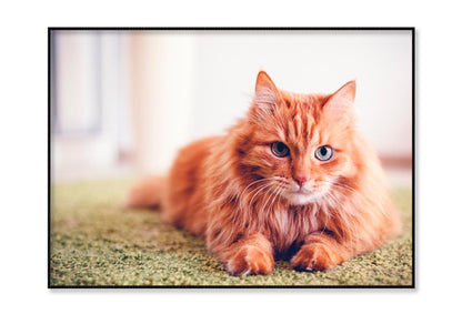 Beautiful Red Fluffy Cat with Green Eyes Home Decor Premium Quality Poster Print Choose Your Sizes