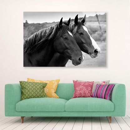 Two Horses in A Meadow Acrylic Glass Print Tempered Glass Wall Art 100% Made in Australia Ready to Hang