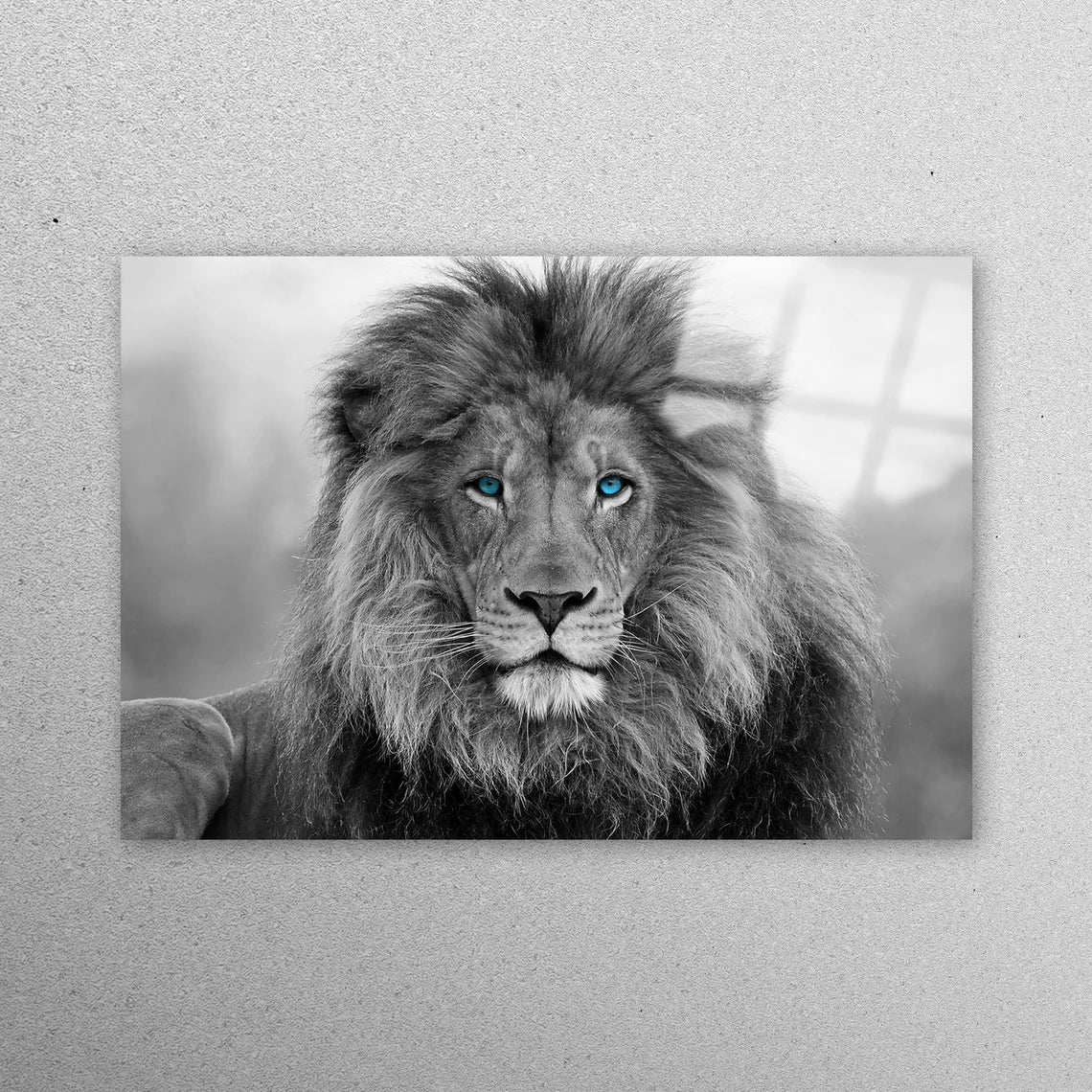 Blue Eyed Lion Wall Art Acrylic Glass Print Tempered Glass Wall Art 100% Made in Australia Ready to Hang