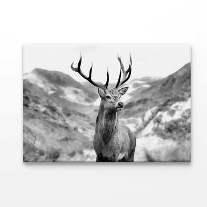 Black & white Deer Acrylic Glass Print Tempered Glass Wall Art 100% Made in Australia Ready to Hang