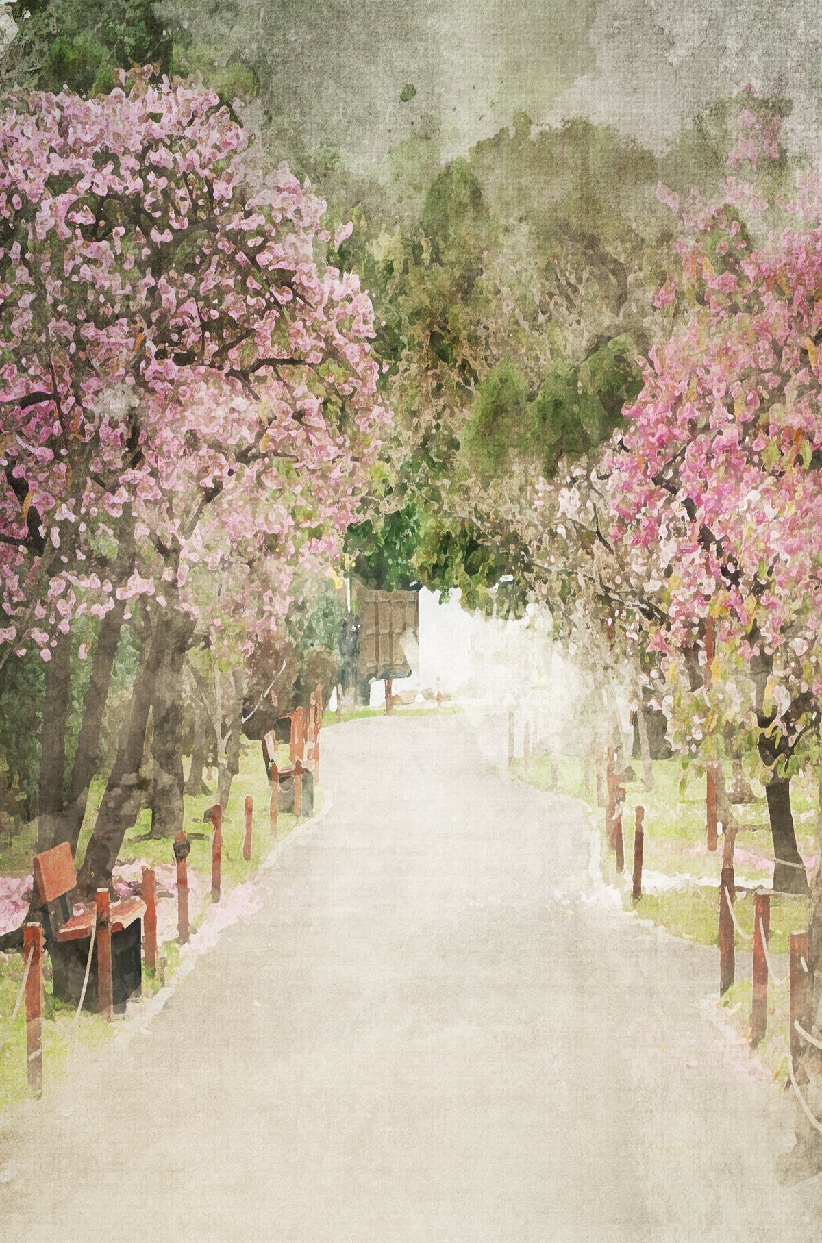 Pink Cherry Blossom Park Path 40x60cm Metal Print Ready to Hang