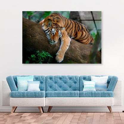 Tiger Is Laying on A Tree Branch Acrylic Glass Print Tempered Glass Wall Art 100% Made in Australia Ready to Hang