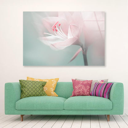 Single Dreamy Surreal White Flower Acrylic Glass Print Tempered Glass Wall Art 100% Made in Australia Ready to Hang