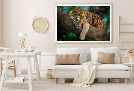 Tiger Is Laying on A Tree Branch Home Decor Premium Quality Poster Print Choose Your Sizes