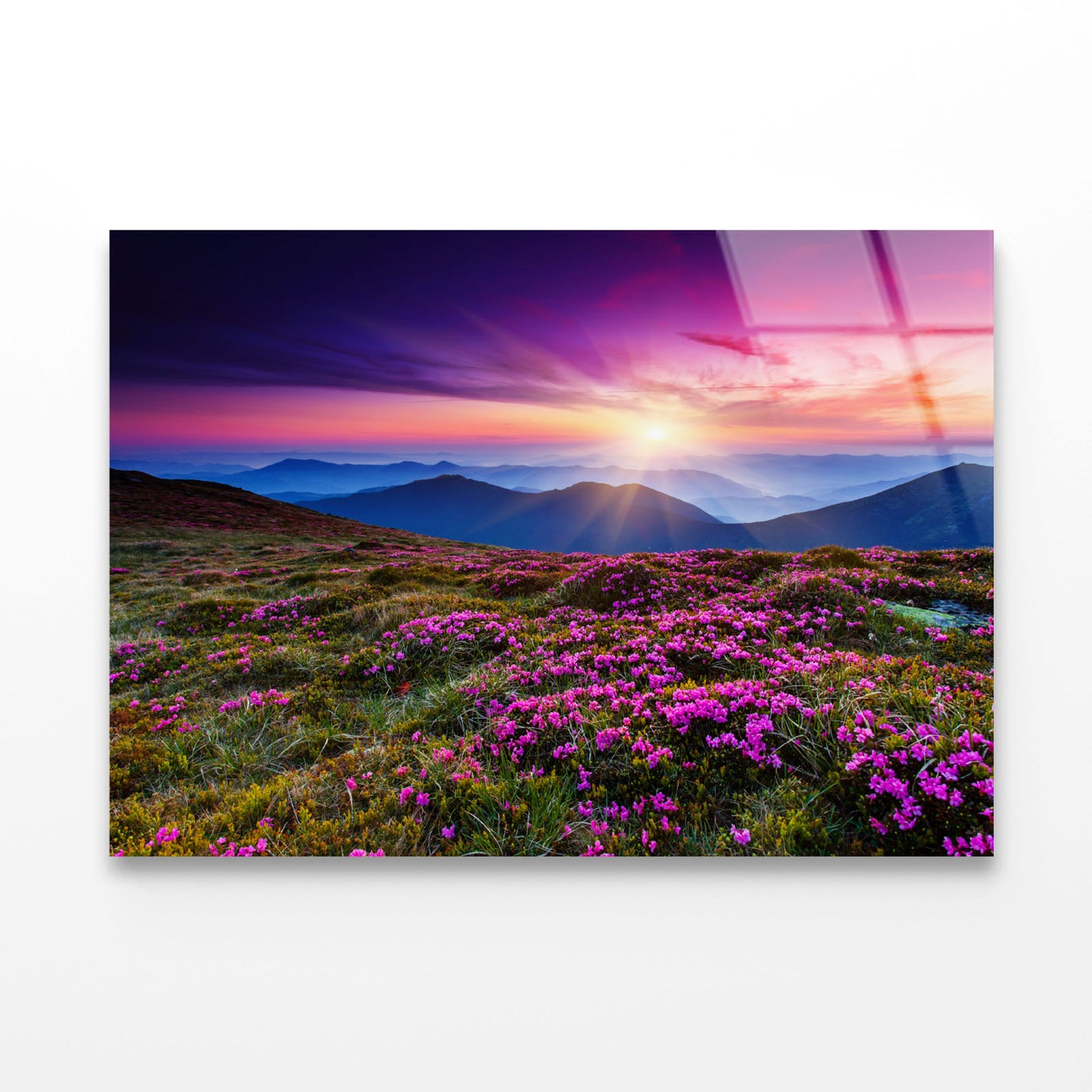 Purple Flowers Acrylic Glass Print Tempered Glass Wall Art 100% Made in Australia Ready to Hang