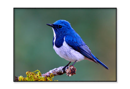 Ultramarine Flycatcher Cute Blue Bird Perching on Top Mossy Home Decor Premium Quality Poster Print Choose Your Sizes