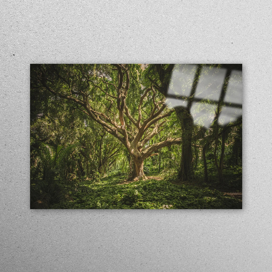 Old Tree Forest Acrylic Glass Print Tempered Glass Wall Art 100% Made in Australia Ready to Hang