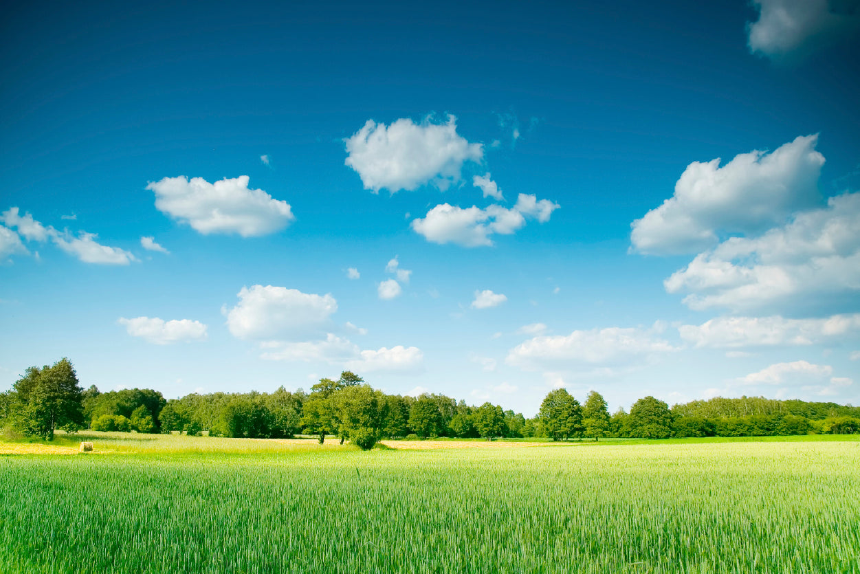 A Large Green Field with Trees under a Blue Sky Print 100% Australian Made