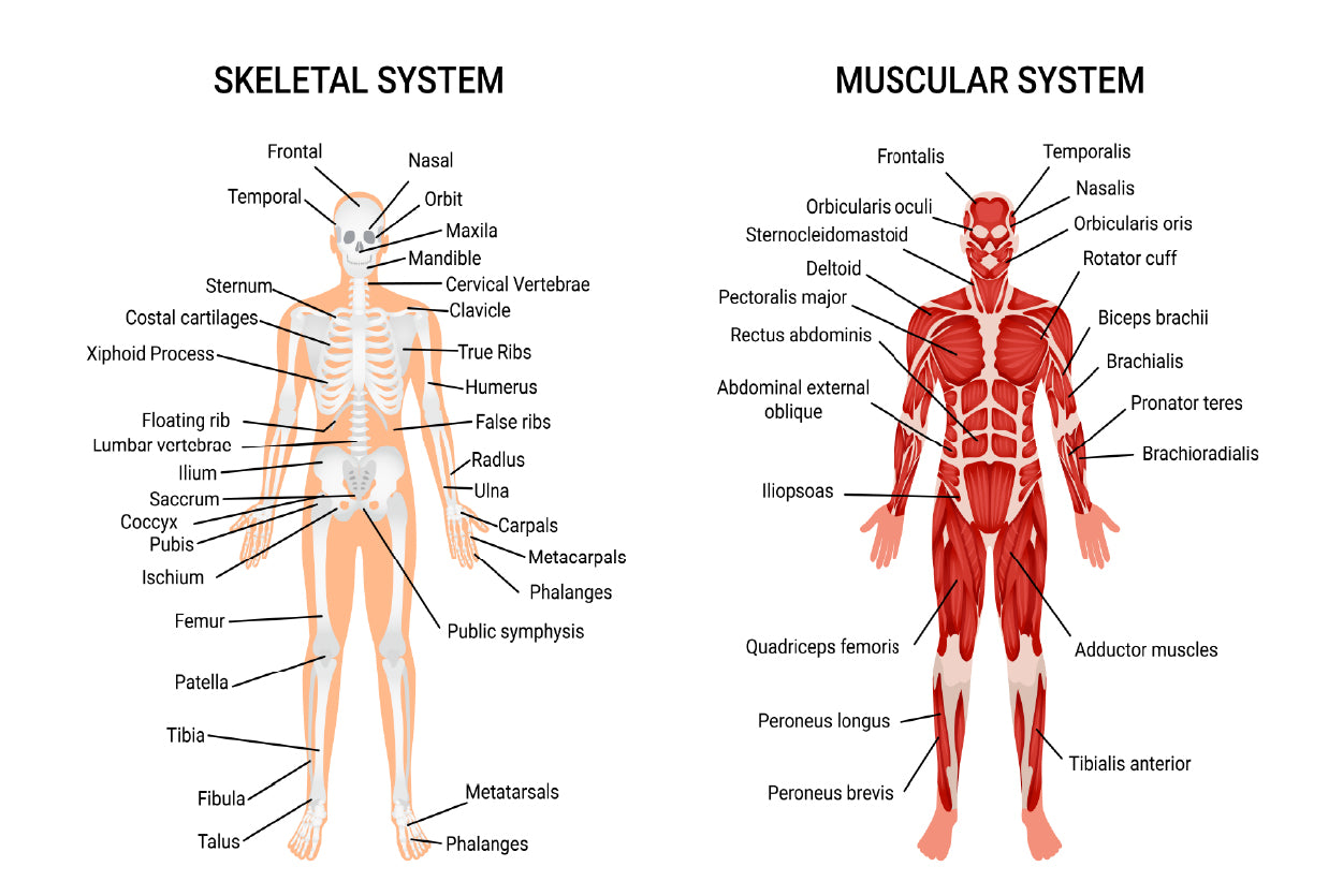 Skeletal & Muscular Systems Home Decor Premium Quality Poster Print Choose Your Sizes