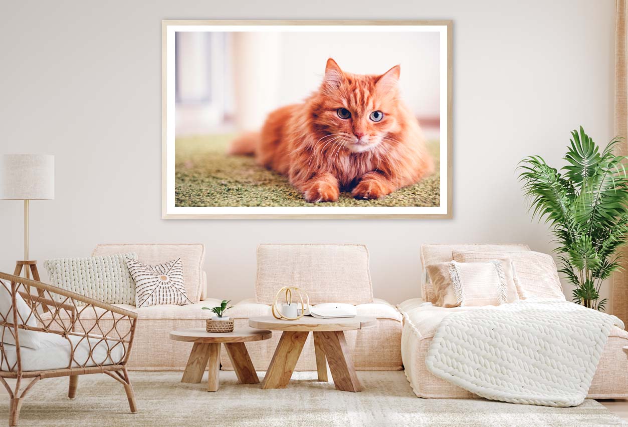 Beautiful Red Fluffy Cat with Green Eyes Home Decor Premium Quality Poster Print Choose Your Sizes