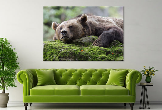 Resting Brown Bear Wall Art Decor 100% Australian Made