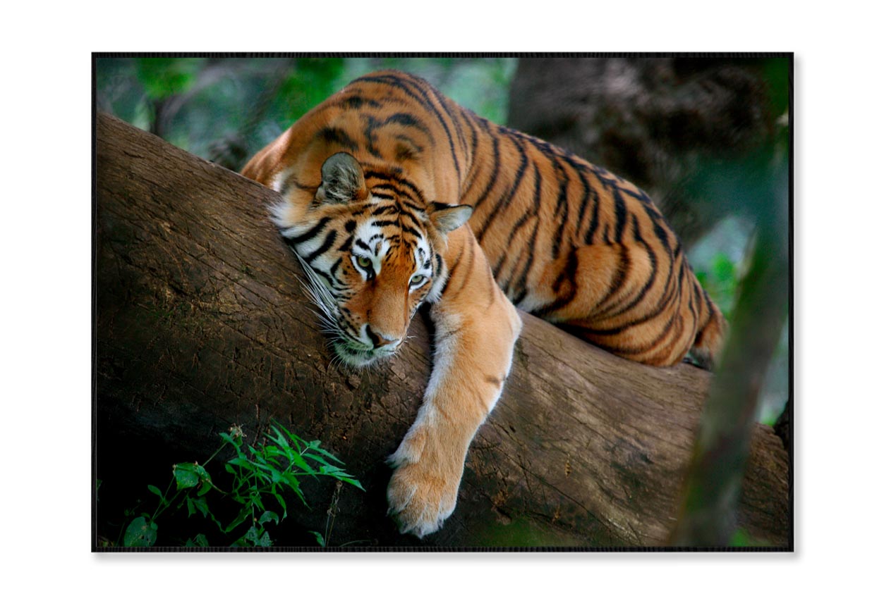 Tiger Is Laying on A Tree Branch Home Decor Premium Quality Poster Print Choose Your Sizes