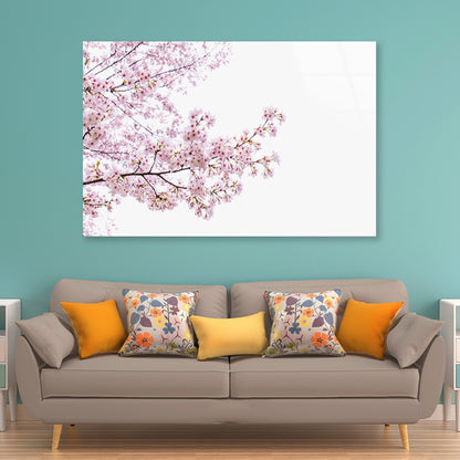 Branch of Pink Cherry Blossom Acrylic Glass Print Tempered Glass Wall Art 100% Made in Australia Ready to Hang