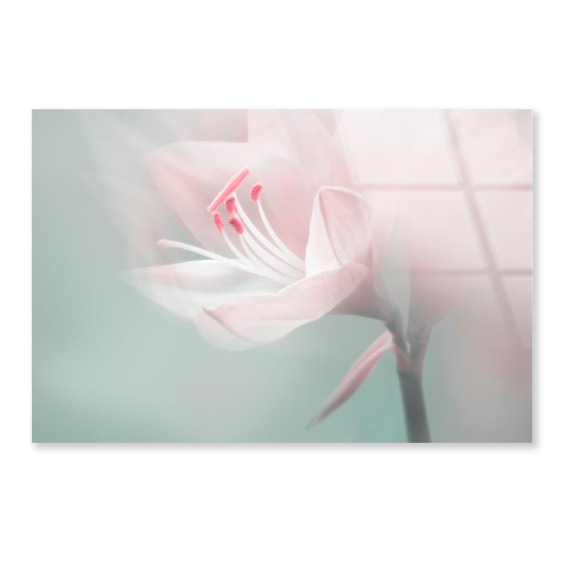 Single Dreamy Surreal White Flower Acrylic Glass Print Tempered Glass Wall Art 100% Made in Australia Ready to Hang