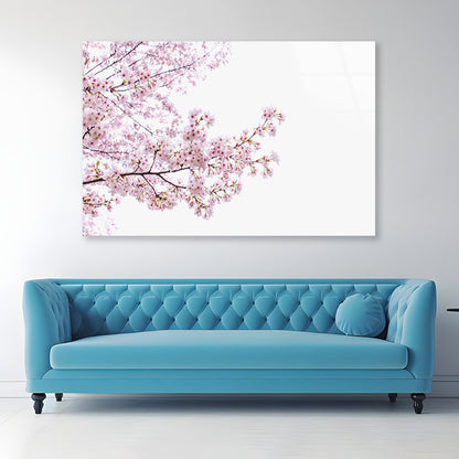 Branch of Pink Cherry Blossom Acrylic Glass Print Tempered Glass Wall Art 100% Made in Australia Ready to Hang